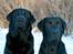 Labrador retriever Cody (Himmelhund)