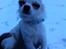 Chihuahua Cody - Ved at falde i søvn i hænderne:-P.