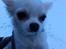 Chihuahua Cody
