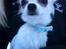 Chihuahua Cody