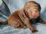 Labrador retriever ANTON - 3 uger