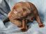 Labrador retriever ANTON - 3 uger