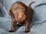 Labrador retriever ANTON - 3 uger
