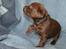 Labrador retriever KENTO - 3 uger