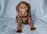 Labrador retriever KENTO - 3 uger