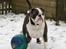 Olde english bulldogge Magnum von Frankenstein - Magnum den 17.02.13