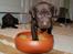 Labrador retriever ANTON - 15.02.2013: 3½ uge