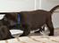 Labrador retriever ANTON - 15.02.2013: 3½ uge
