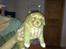 Nova scotia duck tolling retriever Mika "Himmelhund"  - 4 uger gammel