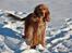 Cocker spaniel Tessa - Smukke pigen i sneen.. Her er hun ca 5 uger henne og venter hvalpe =D