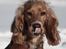 Cocker spaniel Tessa - Smukke tessa en måned før hun fødte =)