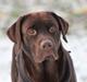 Labrador retriever Santos