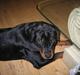 Rottweiler Bella <3