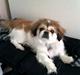 Pekingeser Mollie