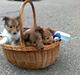 Shetland sheepdog Ophian Homemade Hamish (Hamish)