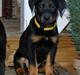 Beauceron Blackbossy's Angelite  aka "Snooki"