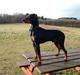 Tysk pinscher Bailey