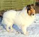 Collie langhåret Klero
