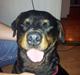 Rottweiler Diesel