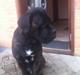 Cane corso Feke