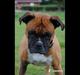 Boxer Susi