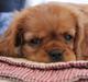 Cavalier king charles spaniel Luna