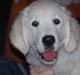 Golden retriever Elysian Blonds Eden of Glory ( Eddie )