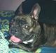 Fransk bulldog Rika