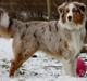 Australian shepherd Godrumsgårds Moluk  (Balou)
