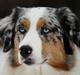 Australian shepherd Carpediumaussie   Blaze