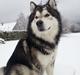 Alaskan malamute Malik