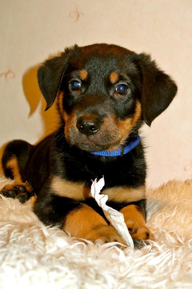 Beauceron Blackbossy`s Apachetåre ( Aslan) - Aslan 7 uger  billede 9