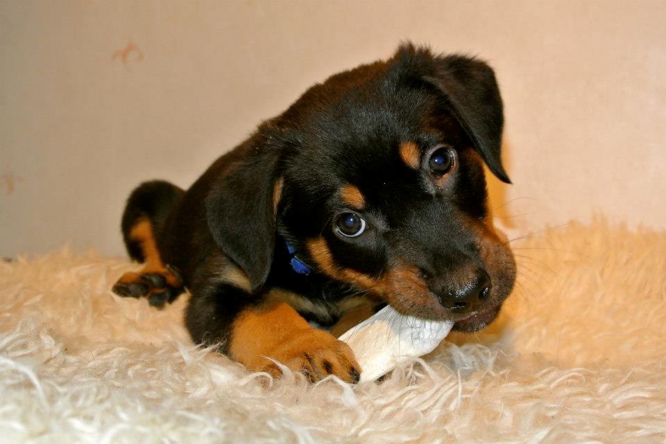 Beauceron Blackbossy`s Apachetåre ( Aslan) - 7 uger  billede 10