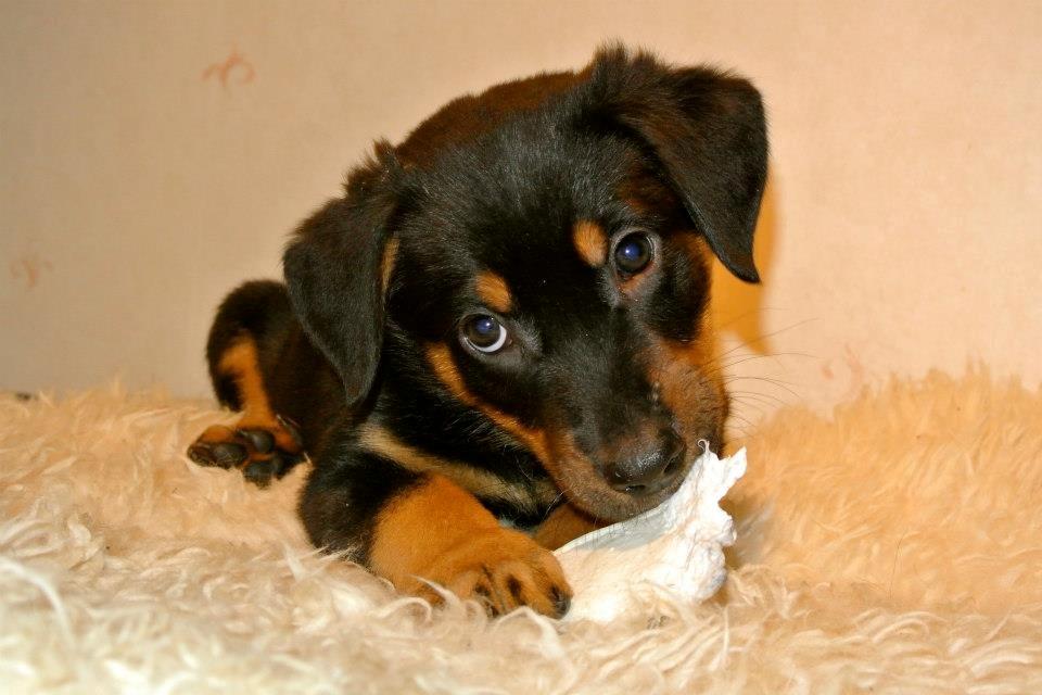 Beauceron Blackbossy`s Apachetåre ( Aslan) - 7 uger  billede 11