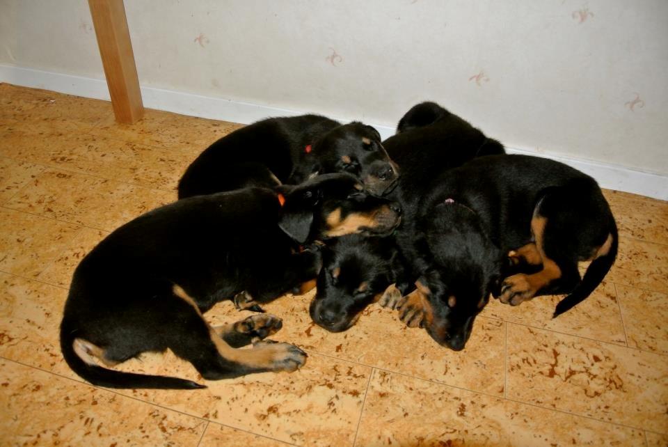 Beauceron Blackbossy`s Apachetåre ( Aslan) - sammen med hans søskende 7 uger  billede 12