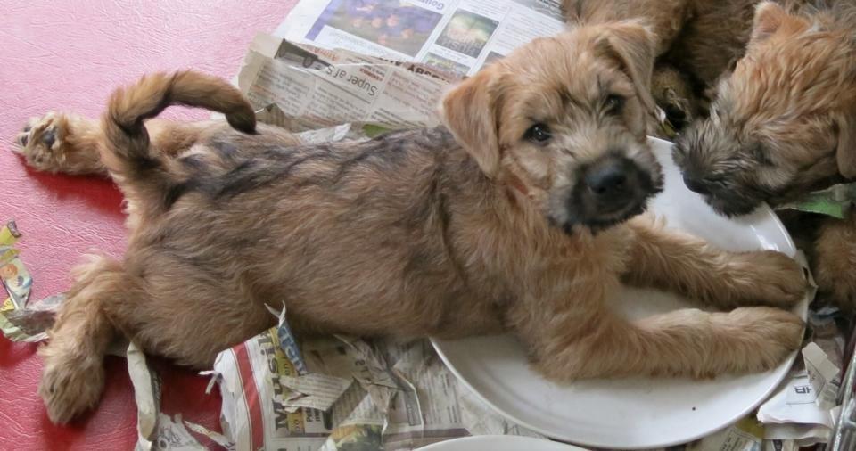 Soft-coated wheaten terrier Lulu - Lulu - 2 uger til før vi får hende hjem! <3 billede 6