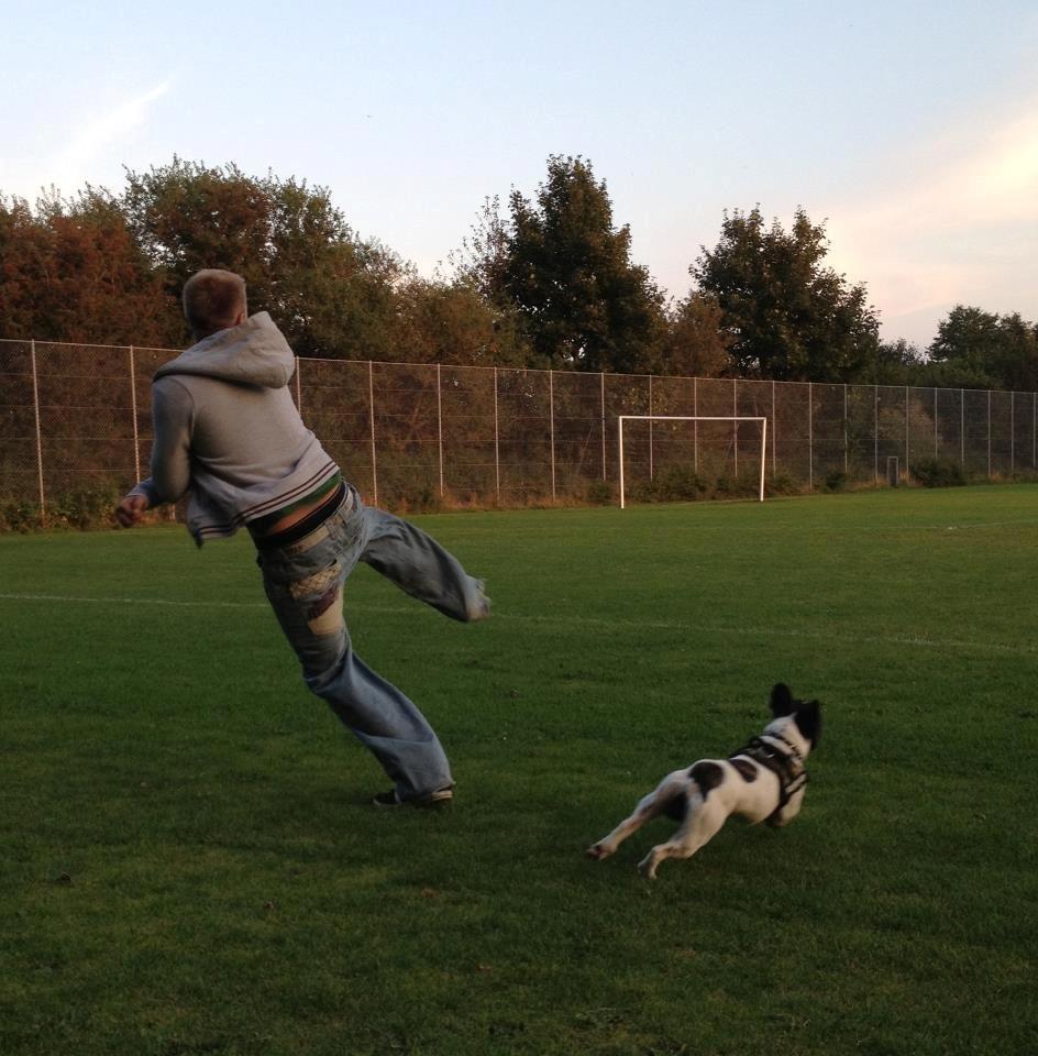 Fransk bulldog Louie billede 11