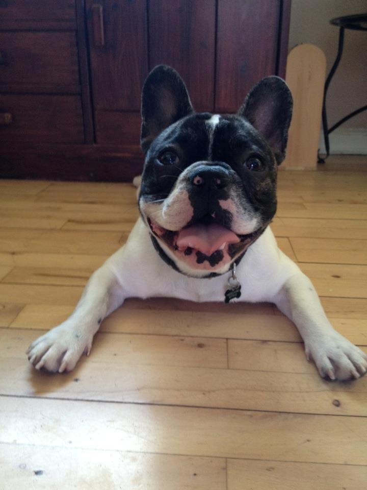 Fransk bulldog Louie billede 12