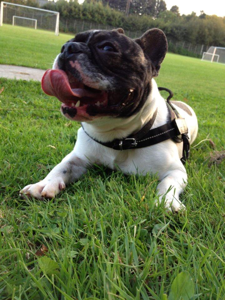 Fransk bulldog Louie billede 13