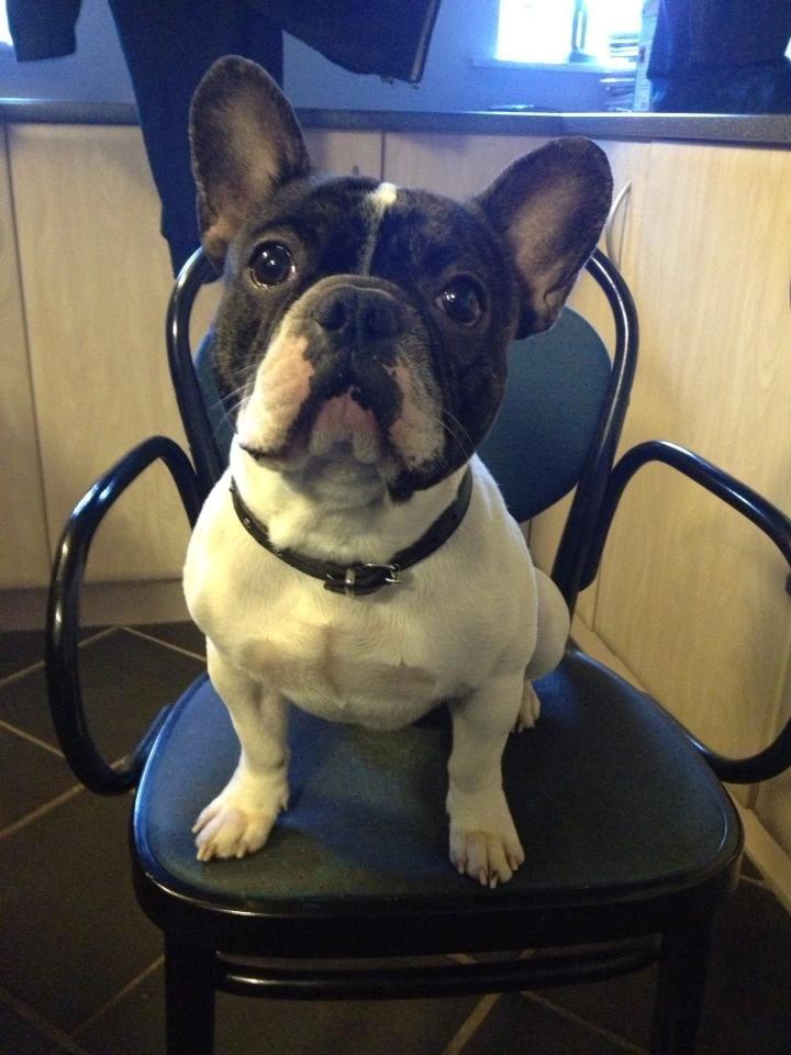 Fransk bulldog Louie billede 14