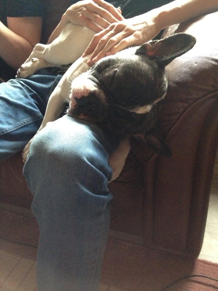 Fransk bulldog Louie billede 15