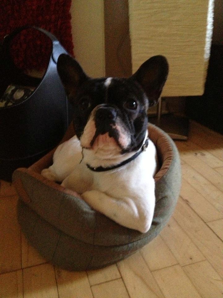 Fransk bulldog Louie billede 1