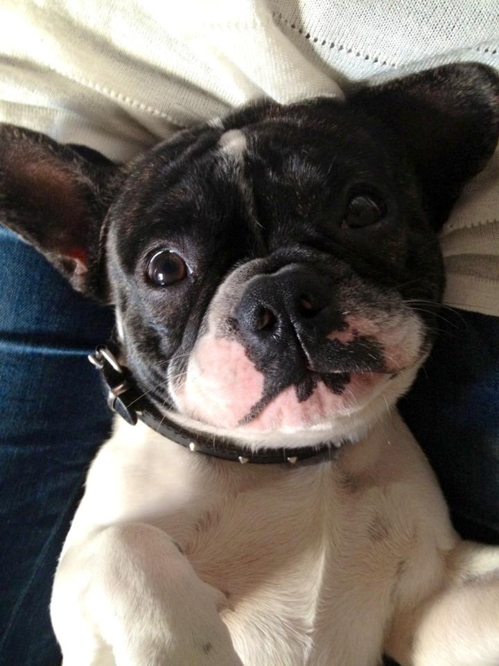 Fransk bulldog Louie billede 16