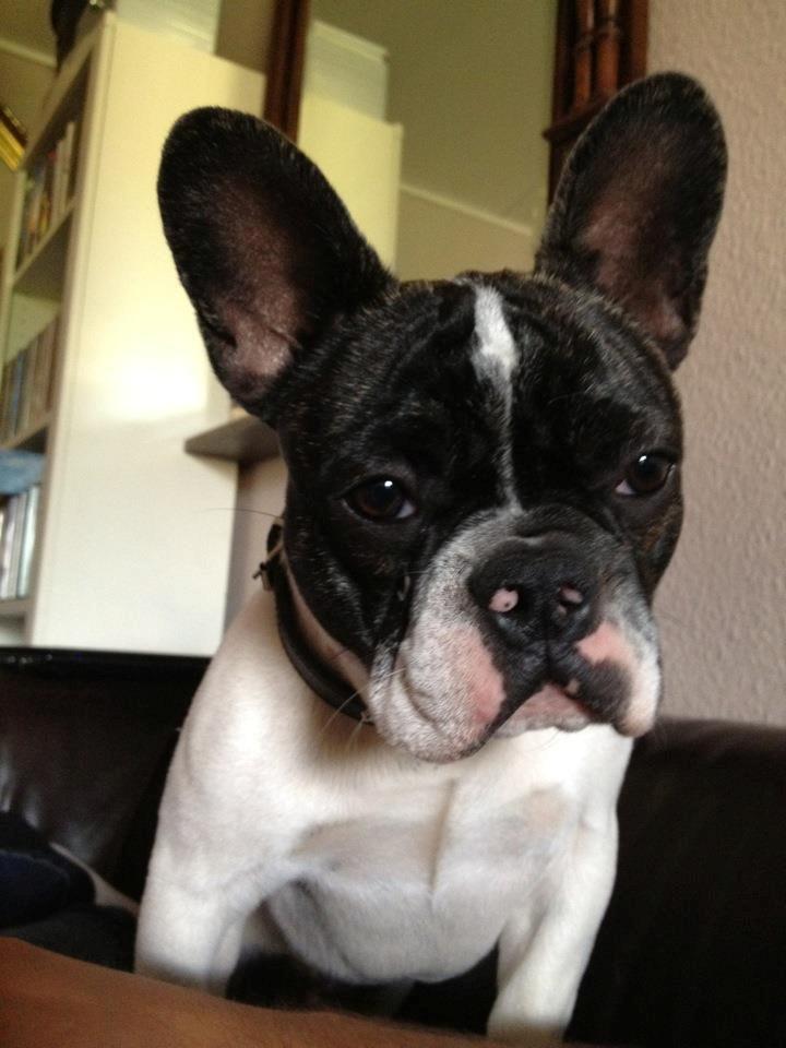 Fransk bulldog Louie billede 17