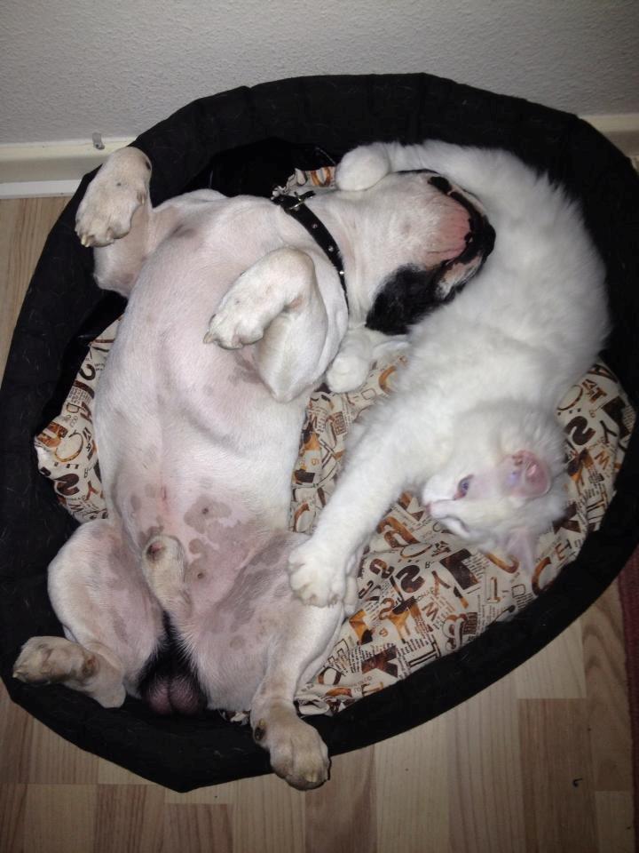 Fransk bulldog Louie billede 18