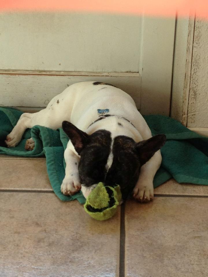 Fransk bulldog Louie billede 19