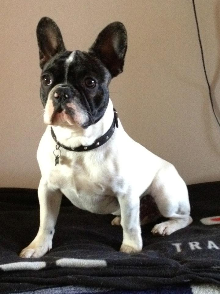 Fransk bulldog Louie billede 20