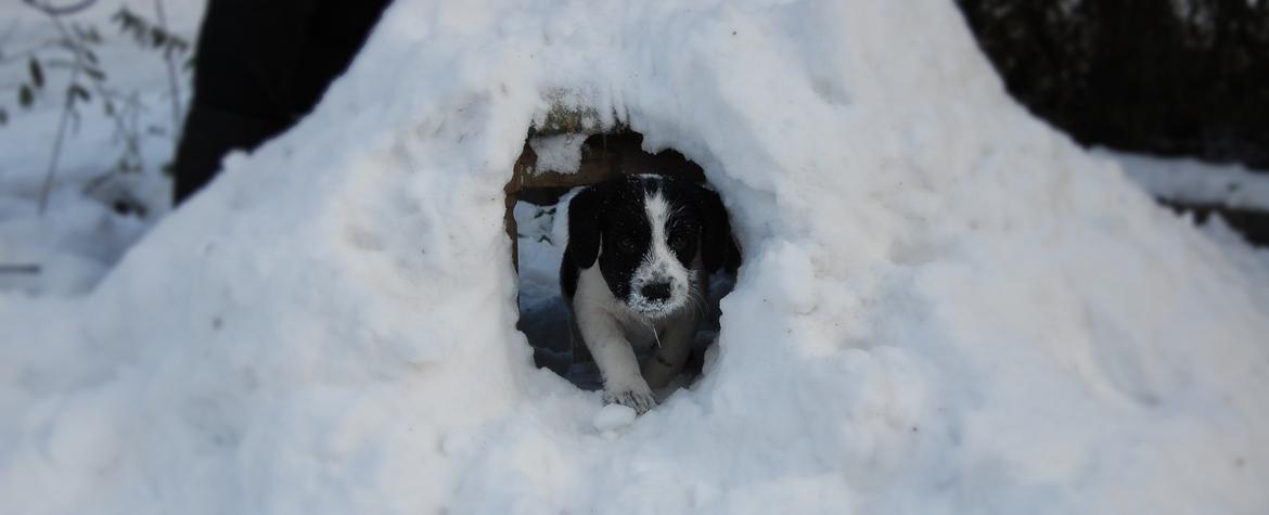 Blanding af racer Maddie - Så er vi ude og lege i vores egen lille snehule. billede 3
