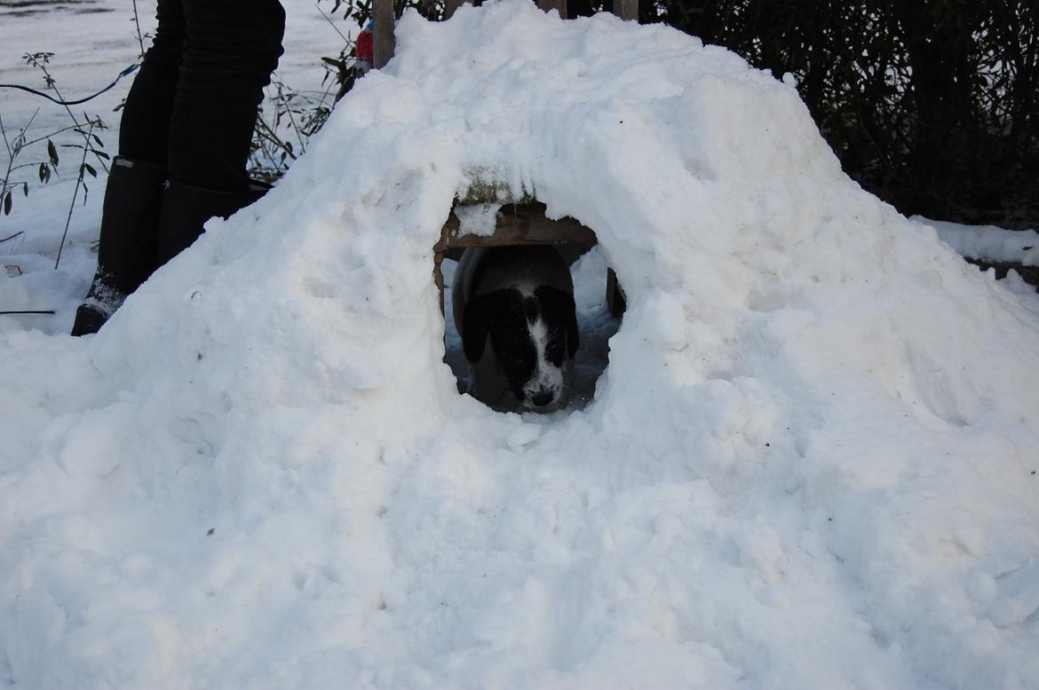 Blanding af racer Maddie billede 4