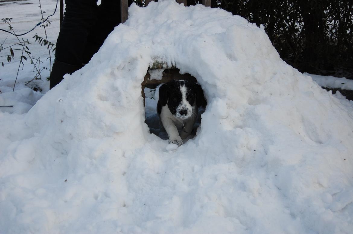 Blanding af racer Maddie billede 5